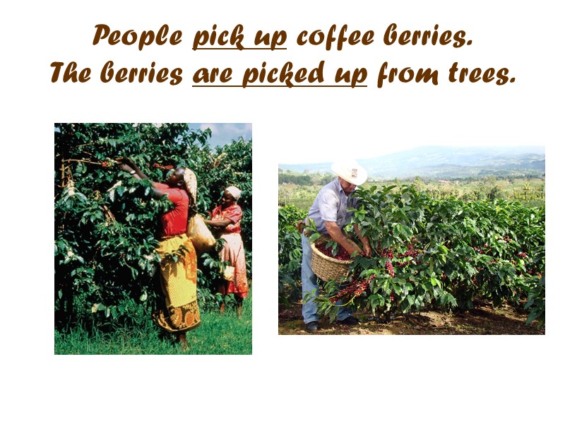 People pick up coffee berries. The berries are picked up from trees.